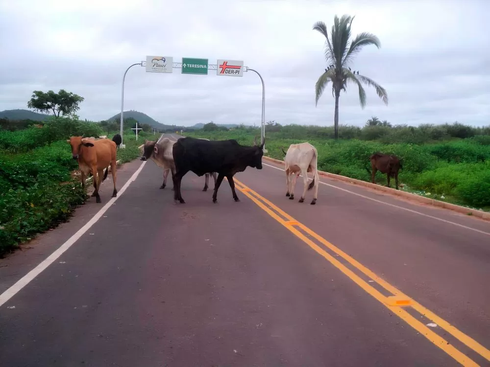 Animais soltos em estradas do Norte do Piauí serão alvo de operação com punições severas