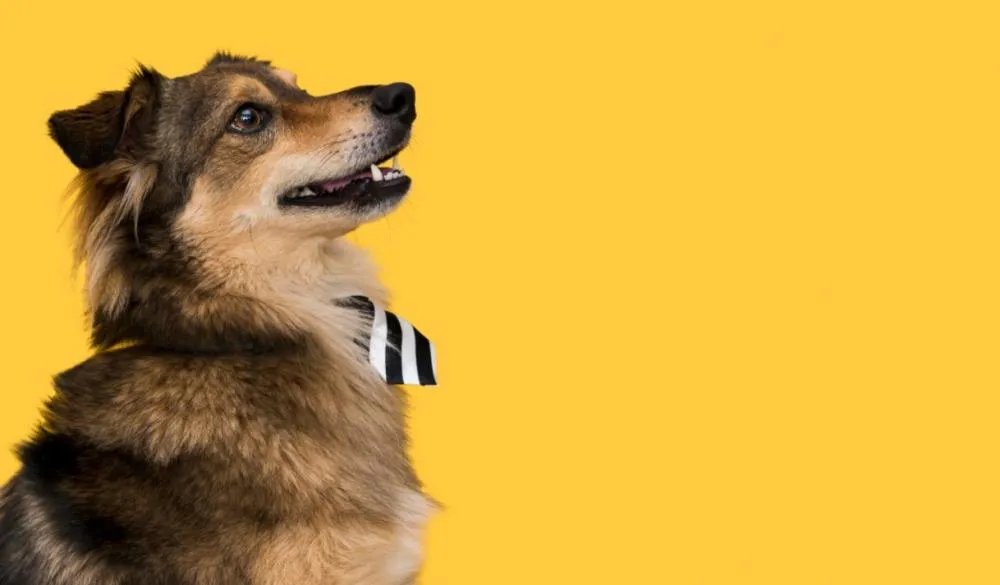 Cinomose: como deve ser feita a prevenção da doença nos pets? 