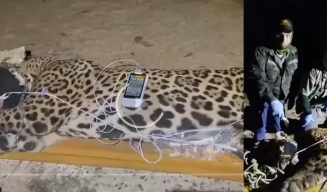 Brasil Onça que devorou caseiro foi capturada “bem magra”, diz pesquisador