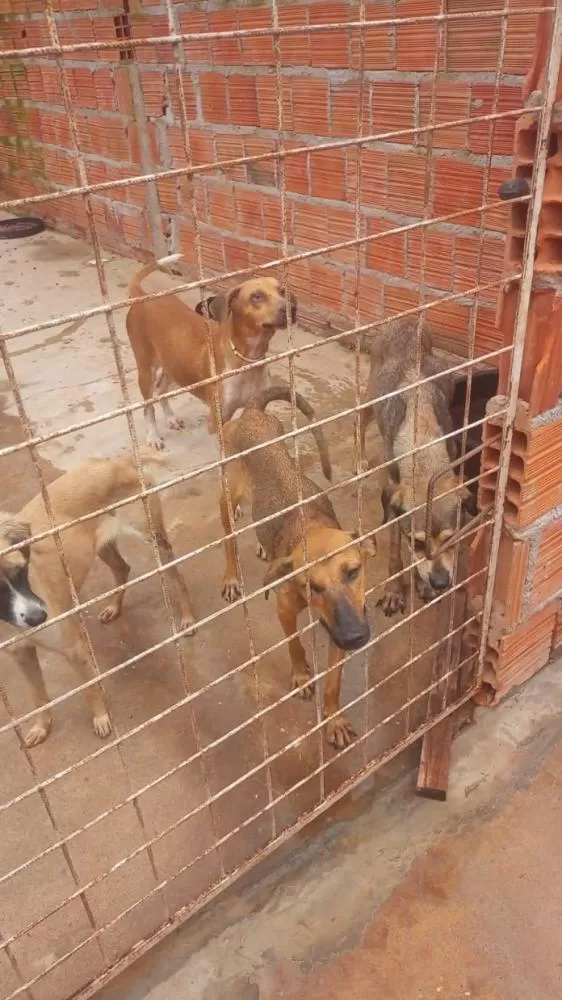 Abrigo de cidade do MA precisa de ajuda para custear despesas mensais