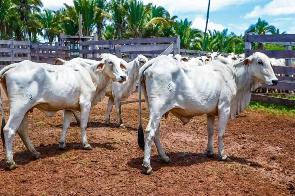 Piauí vai a Paris receber selo internacional de área livre de aftosa sem vacinação