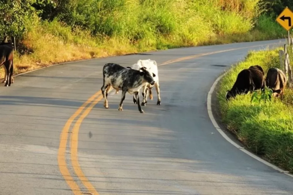Justiça determina apreensão de animais soltos em rodovias de Cocal e Cocal dos Alves