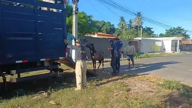 Operação recolhe quase 100 animais soltos e reforça segurança em rodovias de Luís Correia