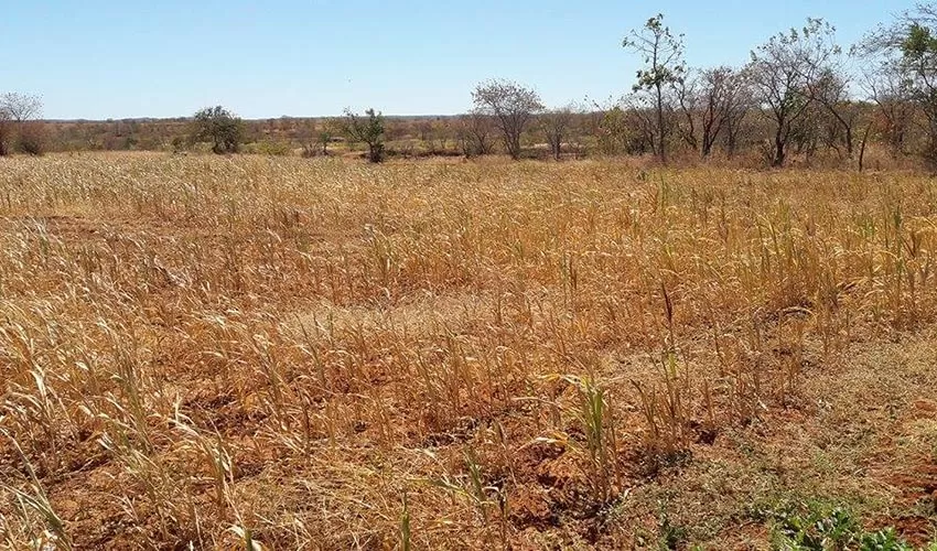 Auxílio de R$ 400 será pago a famílias afetadas pela seca em 129 cidades do Piauí; veja lista