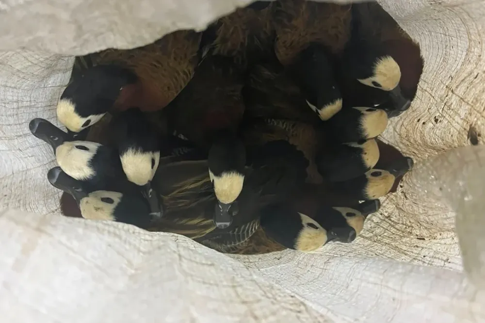 Polícia Ambiental apreende 40 aves silvestres mantidas irregularmente em Buriti dos Lopes