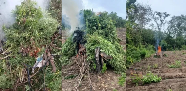 Operação encontra plantação de maconha com irrigação automatizada em aldeia indígena de Grajaú