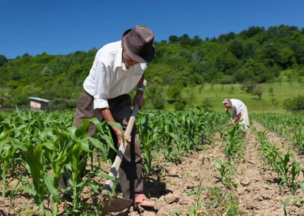 Trabalho no campo é celebrado no Dia do Lavrador