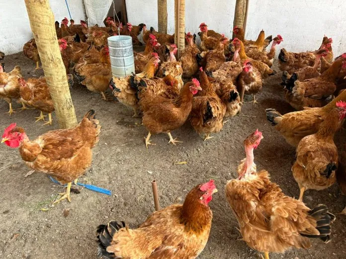 Como baratear a ração da galinha caipira na seca usando sorgo e leucena