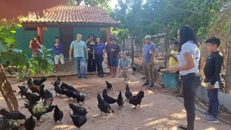 Governo do Piauí declara estado de emergência zoossanitária para prevenção da influenza aviária H5N1