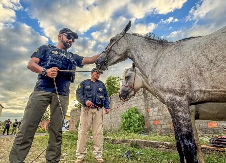 Operações combatem direção perigosa e animais soltos em Alto Longá e Beneditinos