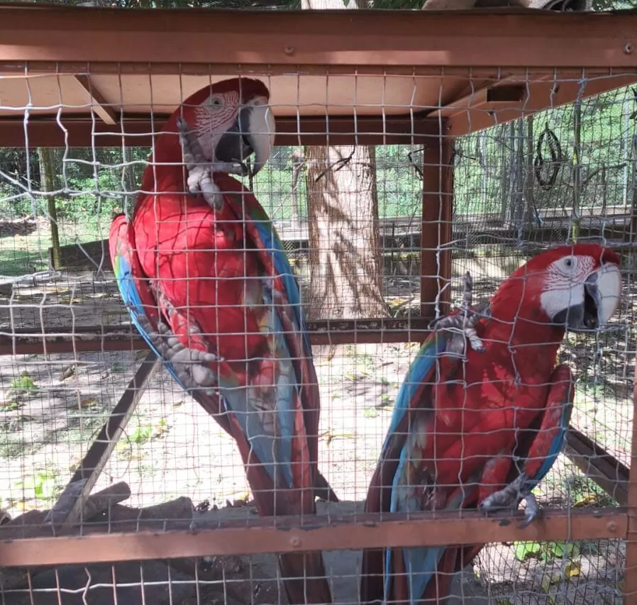 Semarh realiza acolhimento de araras-vermelhas em Barras com apoio de cidadão