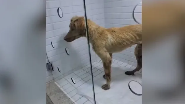Homem é preso suspeito de agredir cachorro em Imperatriz; animal foi acolhido por ONG