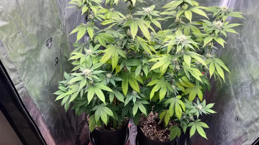 DRACO desarticula grupo criminoso e apreende drogas e armas em Pedro II e no Ceará