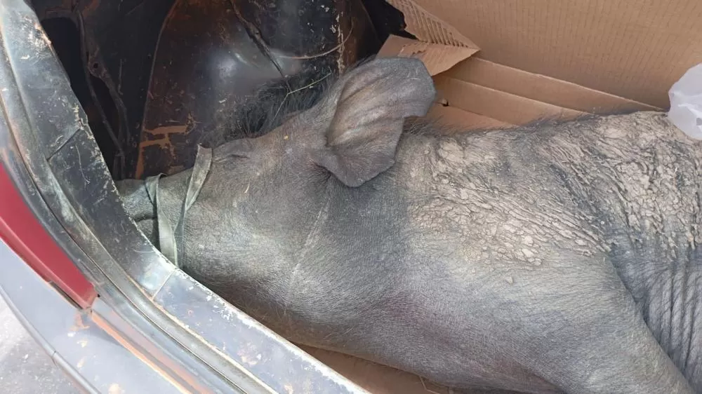 Homens são detidos com placa adulterada e animais sem procedência em Campo Maior