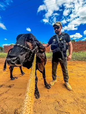 Operação Porteira Fechada é deflagrada em Piripiri, Pedro II e Juazeiro do Piauí