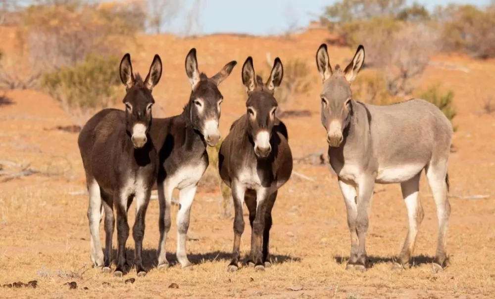 Jumento brasileiro pode entrar em extinção até 2030 com abate para exportação, alerta estudo