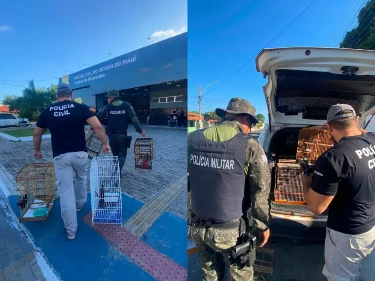 Operação resgata 12 aves silvestres e conduz dois suspeitos em Parnaíba