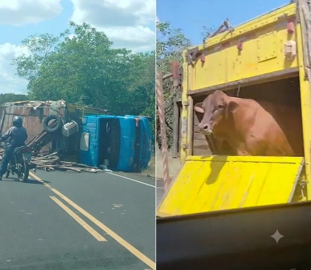 Caminhão com carga de bois tomba na PI-110 entre Batalha e Barras