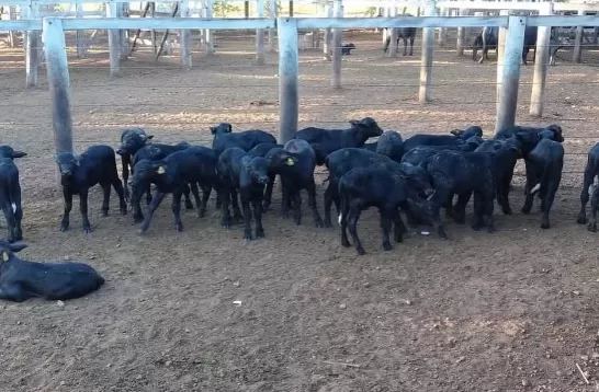 MP-MA aciona fazendeiro por abandono de mil búfalos em fazenda no interior do MA