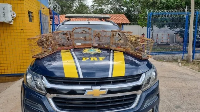 PRF resgata 35 aves silvestres transportadas ilegalmente em caminhão na BR-343, em Parnaíba