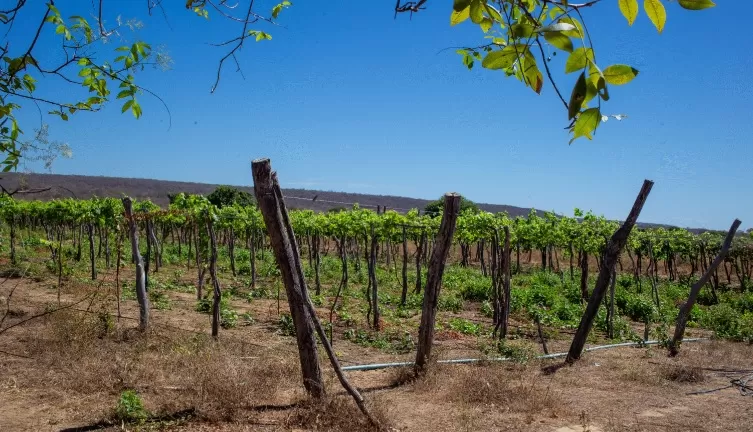 Projeto aposta na produção de uva adaptada ao clima do sertão piauiense