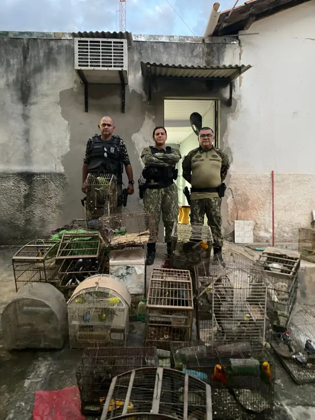 Ação policial resgata mais de 70 animais silvestres em cativeiro no Norte do Piauí