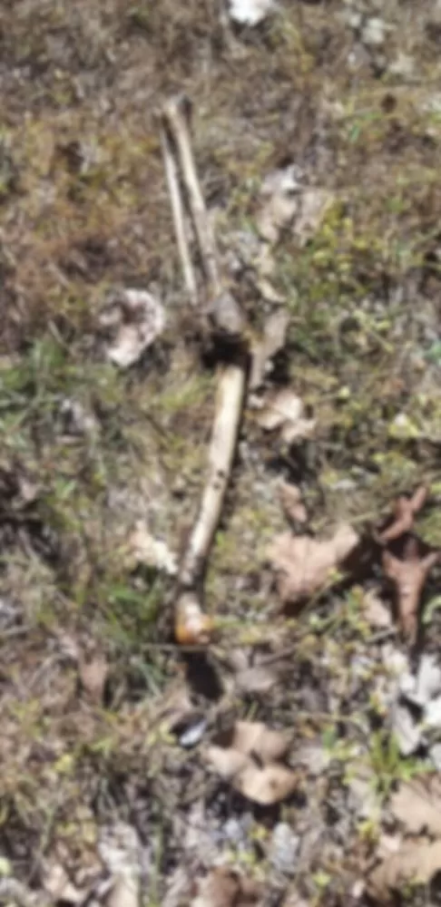 Ossada humana é localizada em área de mata entre José de Freitas e Lagoa Alegre