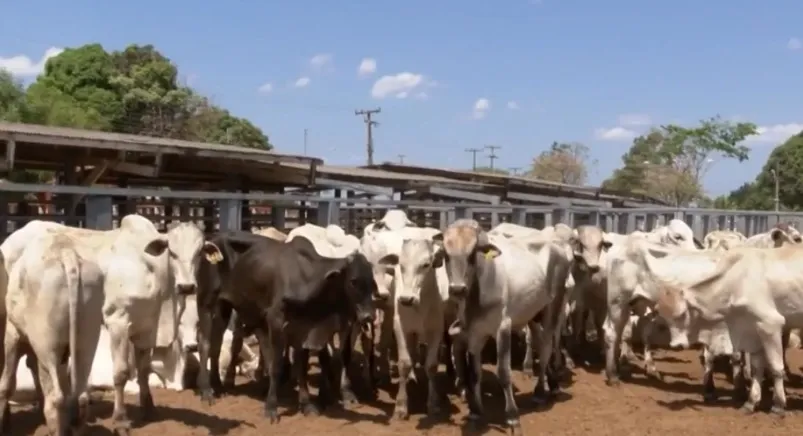 PRF e PM apreendem 150 cabeças de gado com documentação falsa em Porto Franco