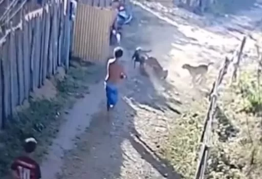 Homem é preso suspeito de atirar em cachorro de rua em Codó, no MA