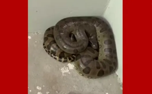 Filhote de sucuri aparece em quarto de casa e assusta moradora em Zé Doca