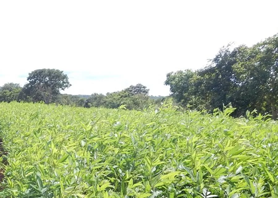 Técnicas simples ajudam lavouras orgânicas a conviver com plantas espontâneas
