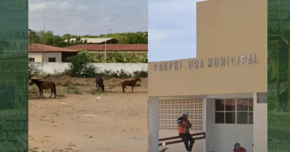 Prefeitura poderá tomar, abater e apreender animais soltos nas ruas e doar carne a escolas municipais no interior