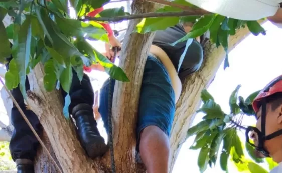 Homem fica preso em árvore após acidente e é resgatado pelos bombeiros em Pedro II