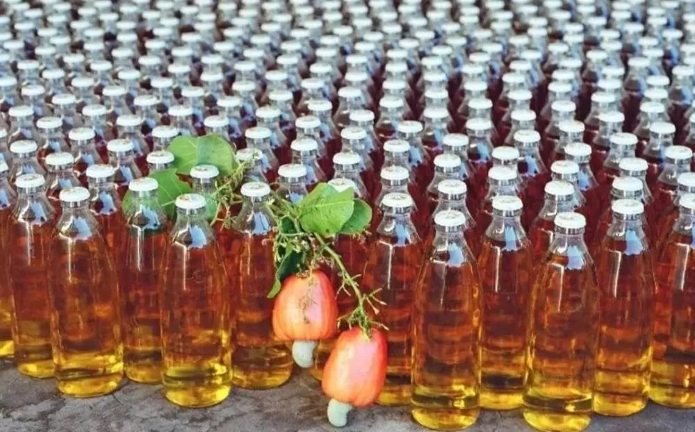 Governo do Ceará vai comprar cajuína para usar na alimentação de escolas e hospitais