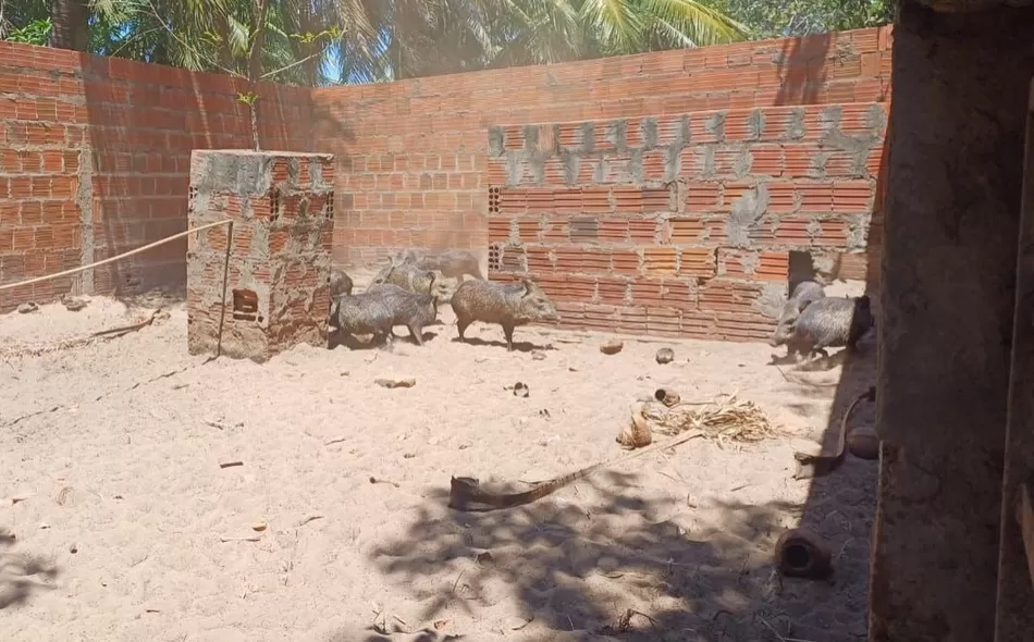 Animais silvestres são resgatados de cativeiro ilegal na BR-222, em São João da Fronteira