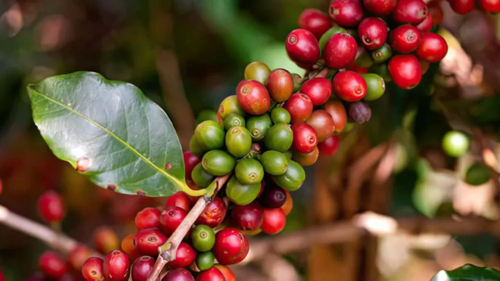 Preço do café cai em Nova York após realização de lucros