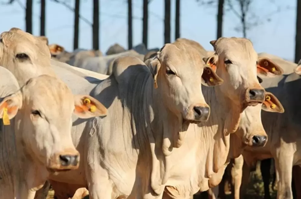 Lotes de vacina são apreendidos após mortes de animais no Piauí