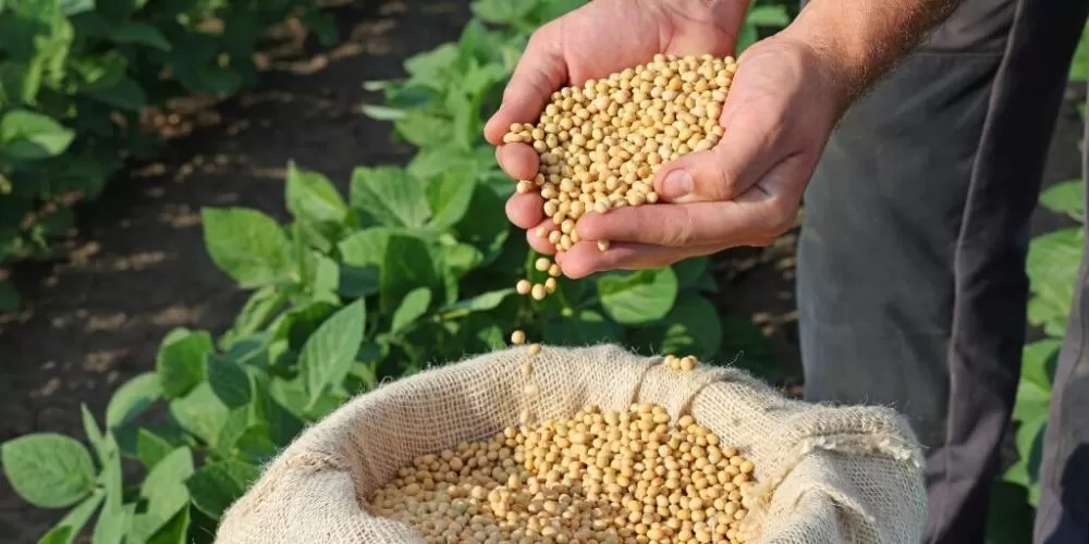 Governo define prazos de vazio sanitário e plantio da soja safra 2025/26