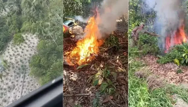 Operação policial destrói mais de 18 mil pés de maconha em três cidades do Maranhão