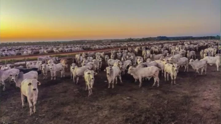 Mercado do boi gordo inicia setembro com baixa liquidez e preços estáveis