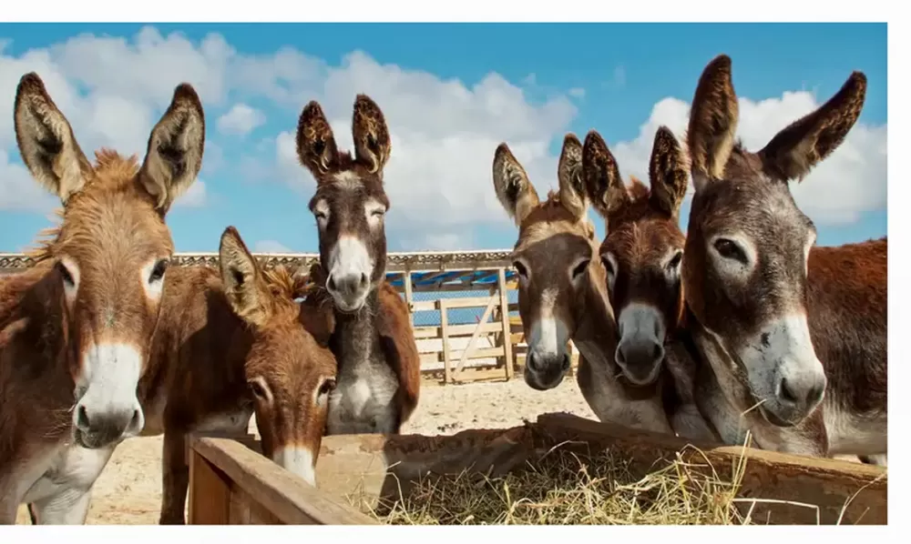 Alerta: Brasil está em estado de emergência para extinção dos jumentos; entenda 