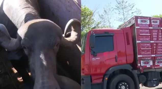 PRF apreende carga de 17 búfalos transportados sem documentação no Maranhão