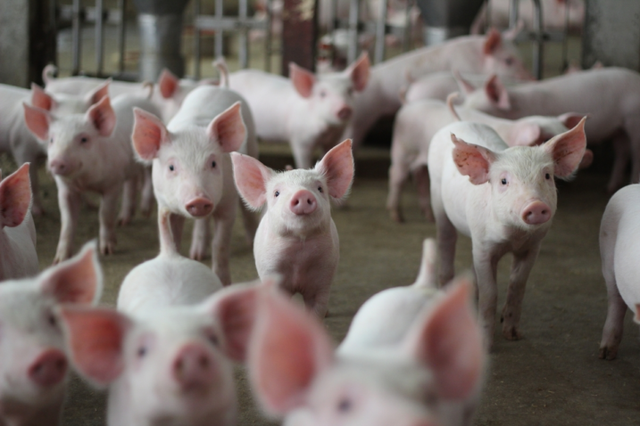 ABCS rebate críticas dos EUA sobre barreiras à carne suína 