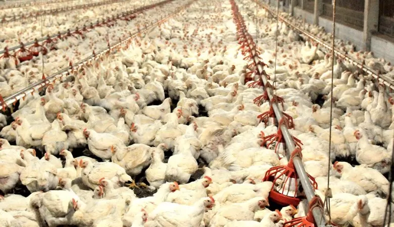 União Europeia reconhece Brasil como país livre da gripe aviária