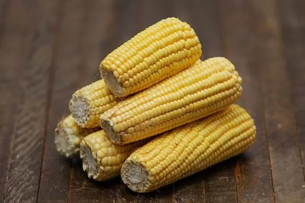 Milho inicia setembro em alta e exportações impulsionam expectativa de novos avanços