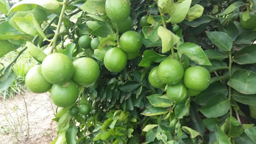 Brasil se torna o quinto maior exportador mundial de limão