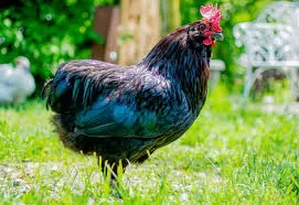 Galinha Sura: raça brasileira sem cauda 