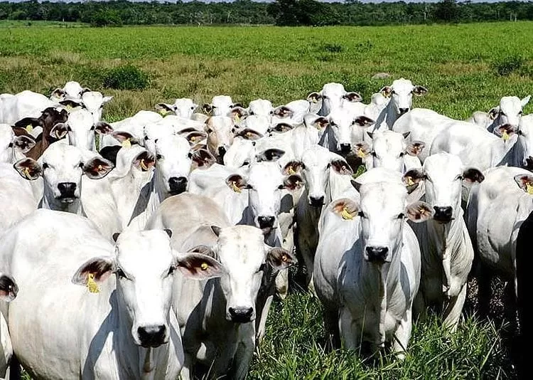 Preço do boi gordo segue estável e negócios apresentam baixa liquidez 
