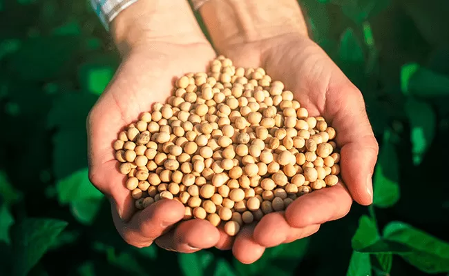 Preço da soja sobe na maioria das regiões do Brasil