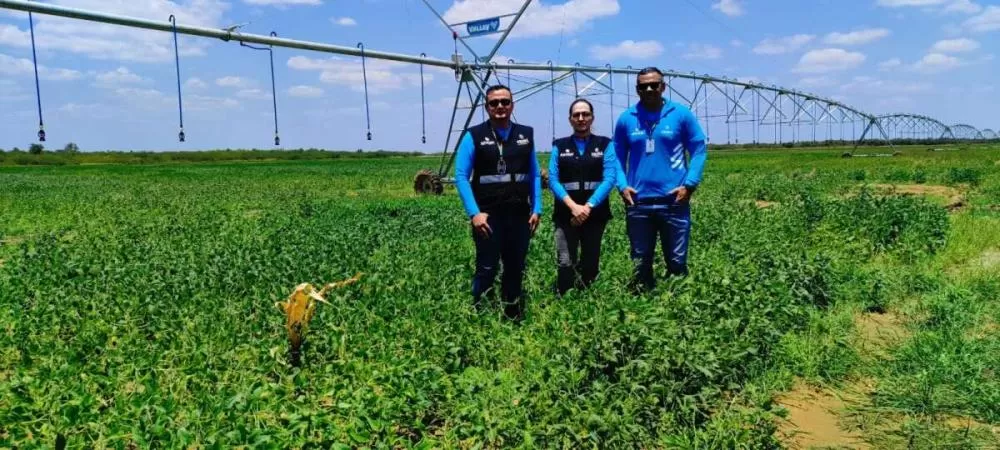 Adagri monitora unidades de produção de soja em Limoeiro do Norte